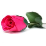 Ready to Retail Soap Flower - Small Red Rose – Matvana Ready to Retail Soap Flower - Small Red Rose